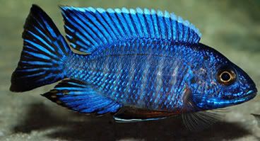 Aulonocara Azul