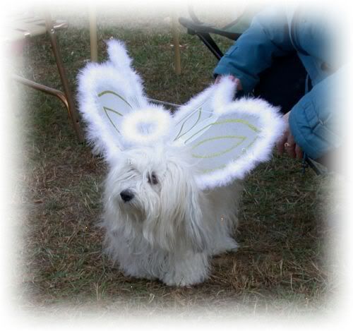 HollyAngel.jpg Holly dressed up for Halloween image by queen_of_the_arts