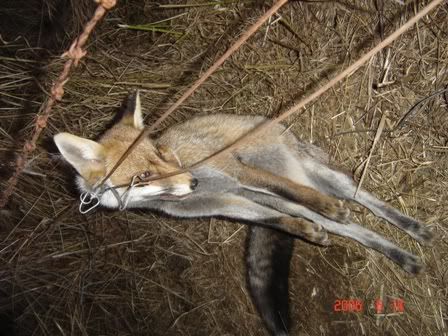 Fox001.jpg