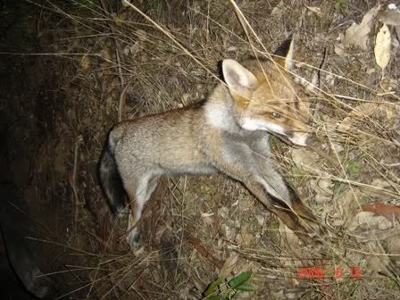 Fox002.jpg