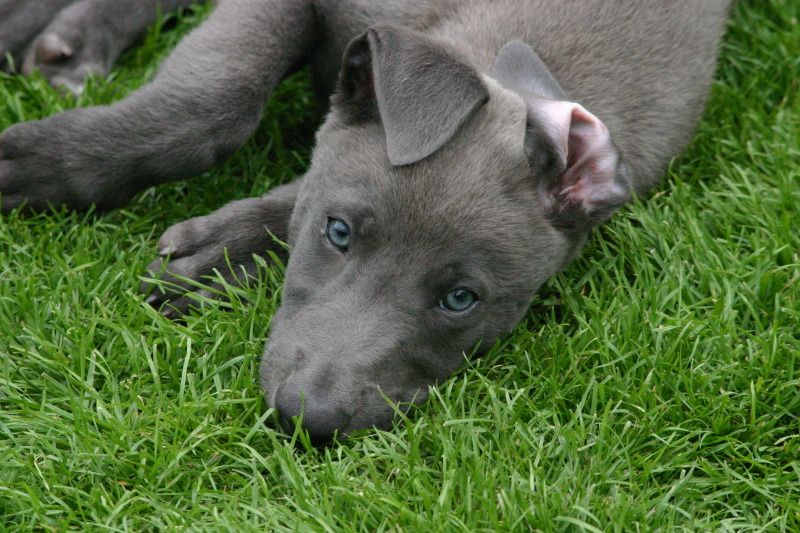 Bluedogpup003.jpg