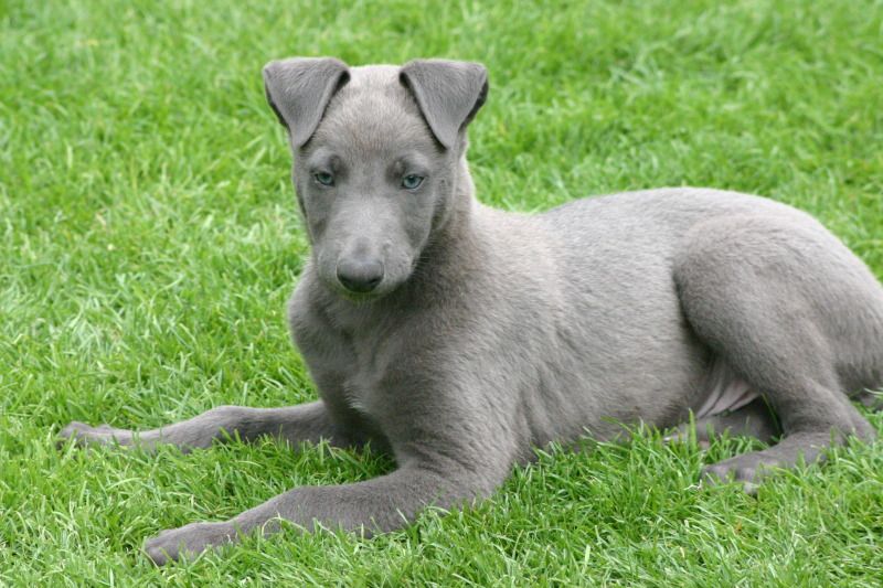 Bluedogpup006.jpg