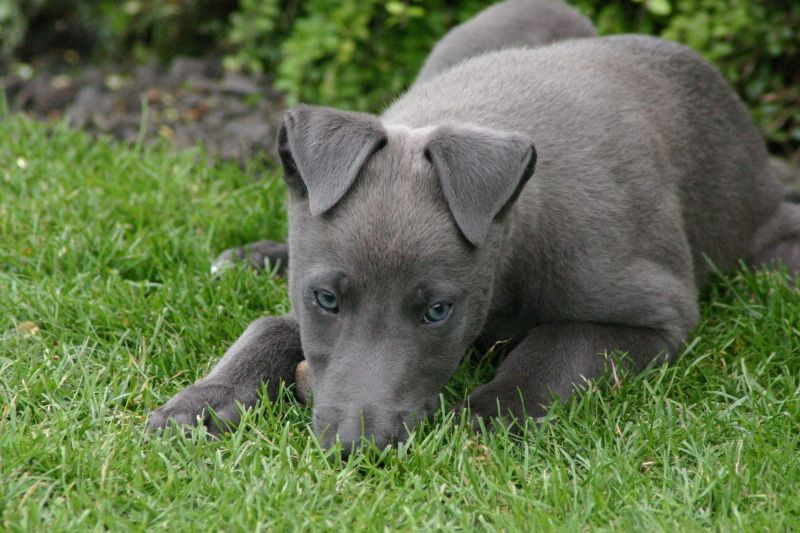 Bluedogpup010.jpg