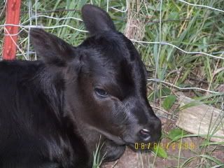 New pictures of the calf - Cattle