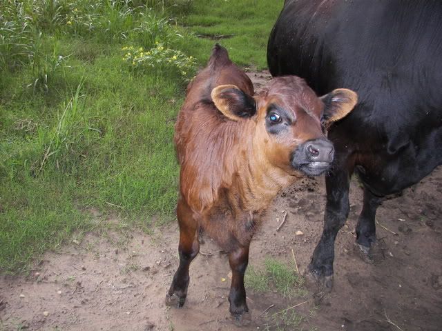 do you think she'll turn? - Cattle