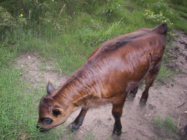 do you think she'll turn? - Cattle