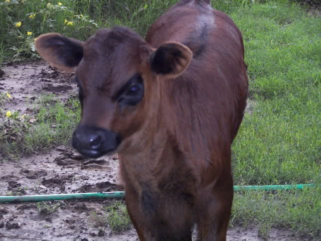 do you think she'll turn? - Cattle