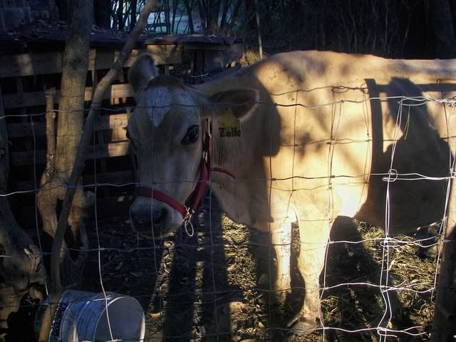 Pics of our new Jersey - Cattle