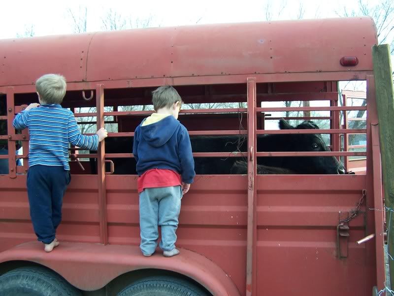 SOOOO excited.. pictures coming soon - Cattle