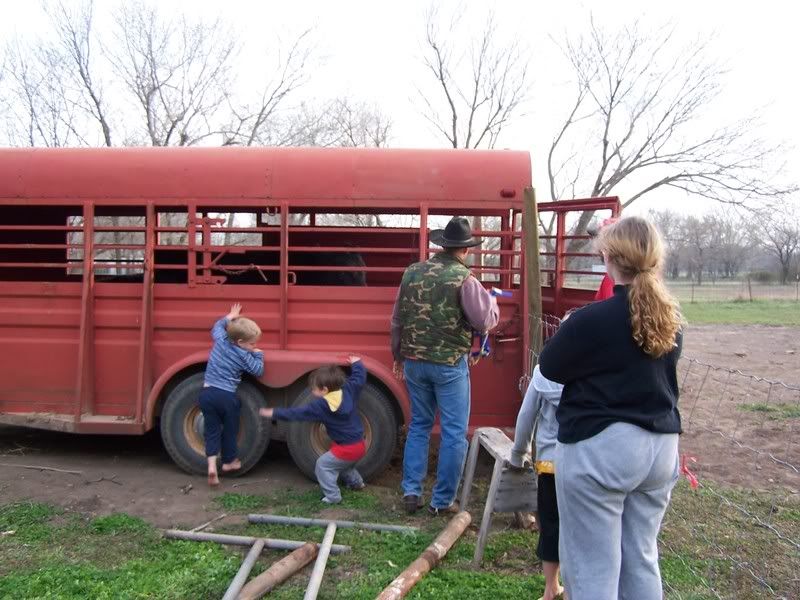 SOOOO excited.. pictures coming soon - Cattle