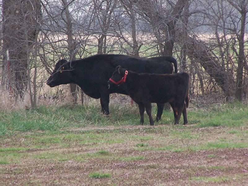 SOOOO excited.. pictures coming soon - Cattle