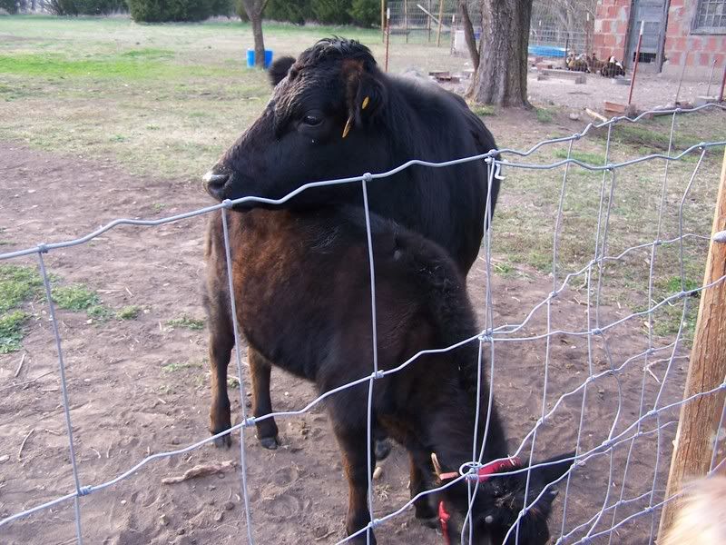 SOOOO excited.. pictures coming soon - Cattle