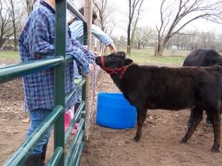 sorry.. just a couple more pictures.. - Cattle