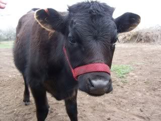 sorry.. just a couple more pictures.. - Cattle
