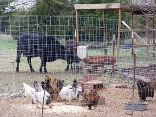 sorry.. just a couple more pictures.. - Cattle