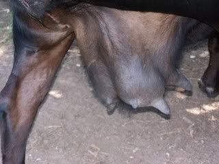 Dry cow bagging up? - Cattle