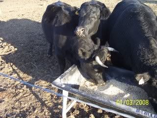 we're going to look at Dexters tomorrow - Cattle