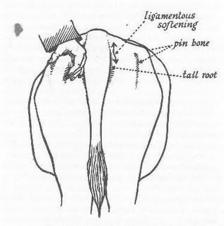 found this picture, thought it might be helpful... - Cattle