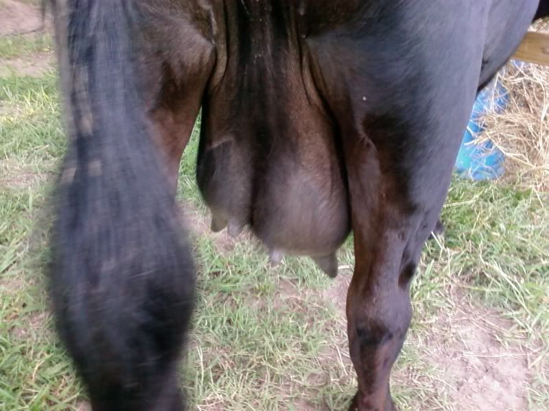 Dry cow bagging up? - Cattle