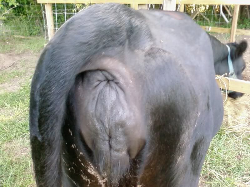 Dry cow bagging up? - Cattle