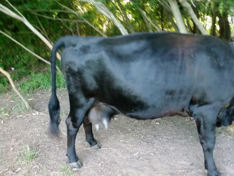 Maybe she IS bred.... - Cattle