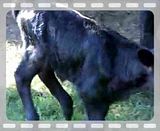 New pictures of the calf - Cattle