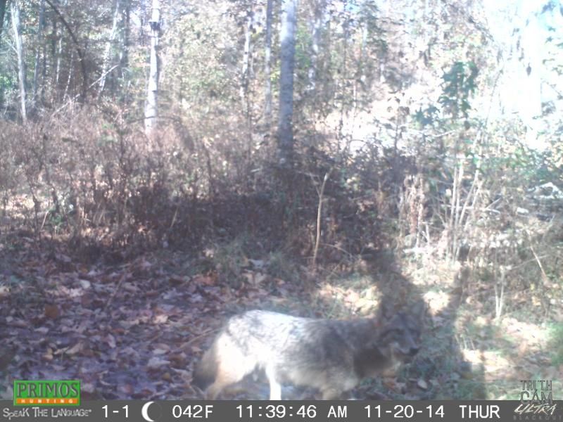 Will Coyotes Eat A Dead Coyote? Arkansas Hunting