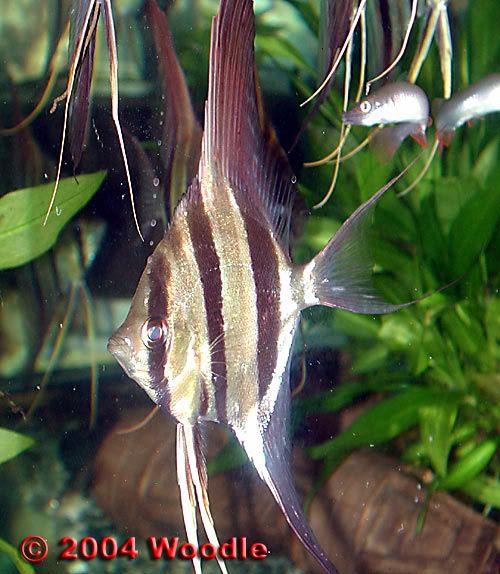Biggest Freshwater Angelfish