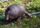 armadillo.jpg