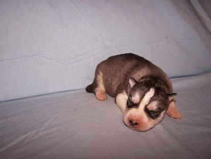 Huskypuppies109ChloesBoy2resized.jpg