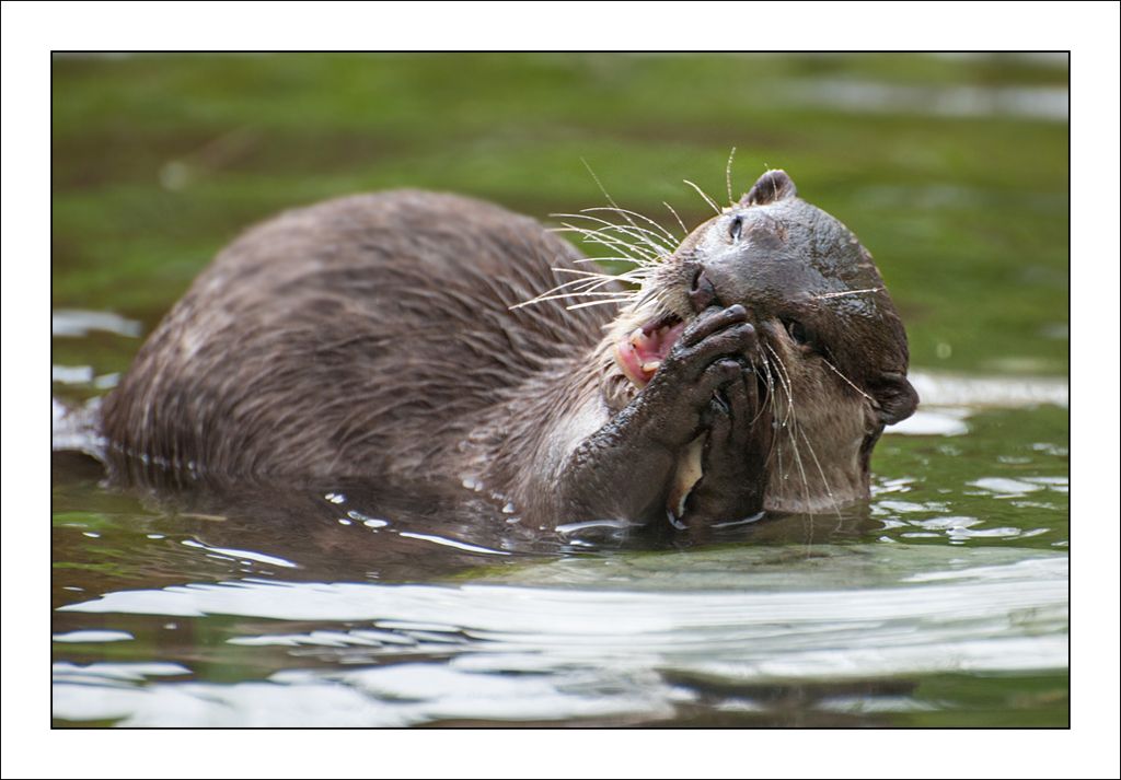 MM230612-Otter2.jpg