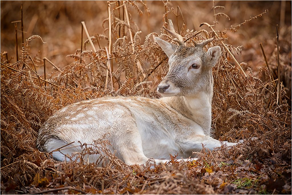 DunhamMassey110114-11.jpg