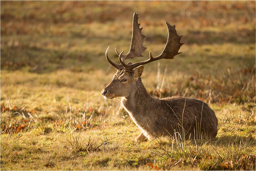 DunhamMassey110114-19.jpg