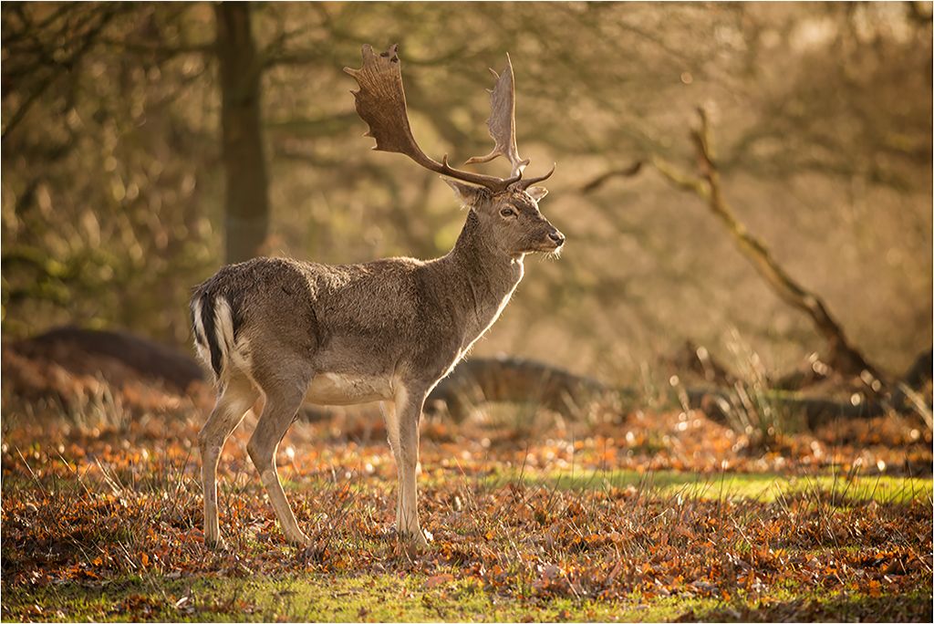 DunhamMassey110114-20.jpg