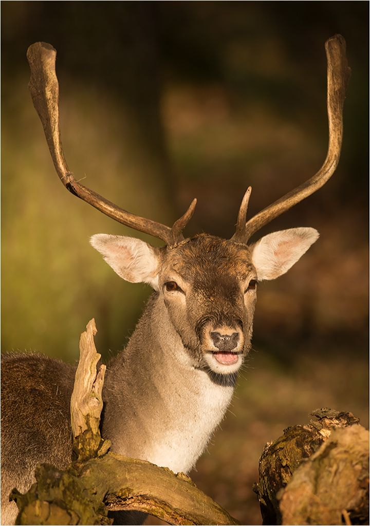 DunhamMassey110114-21.jpg