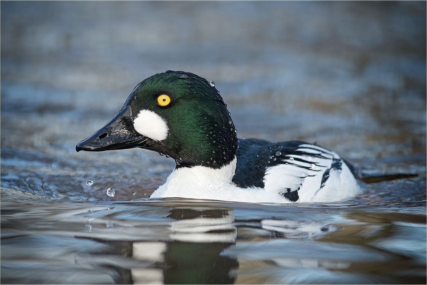 MM090214-Goldeneye1.jpg~original