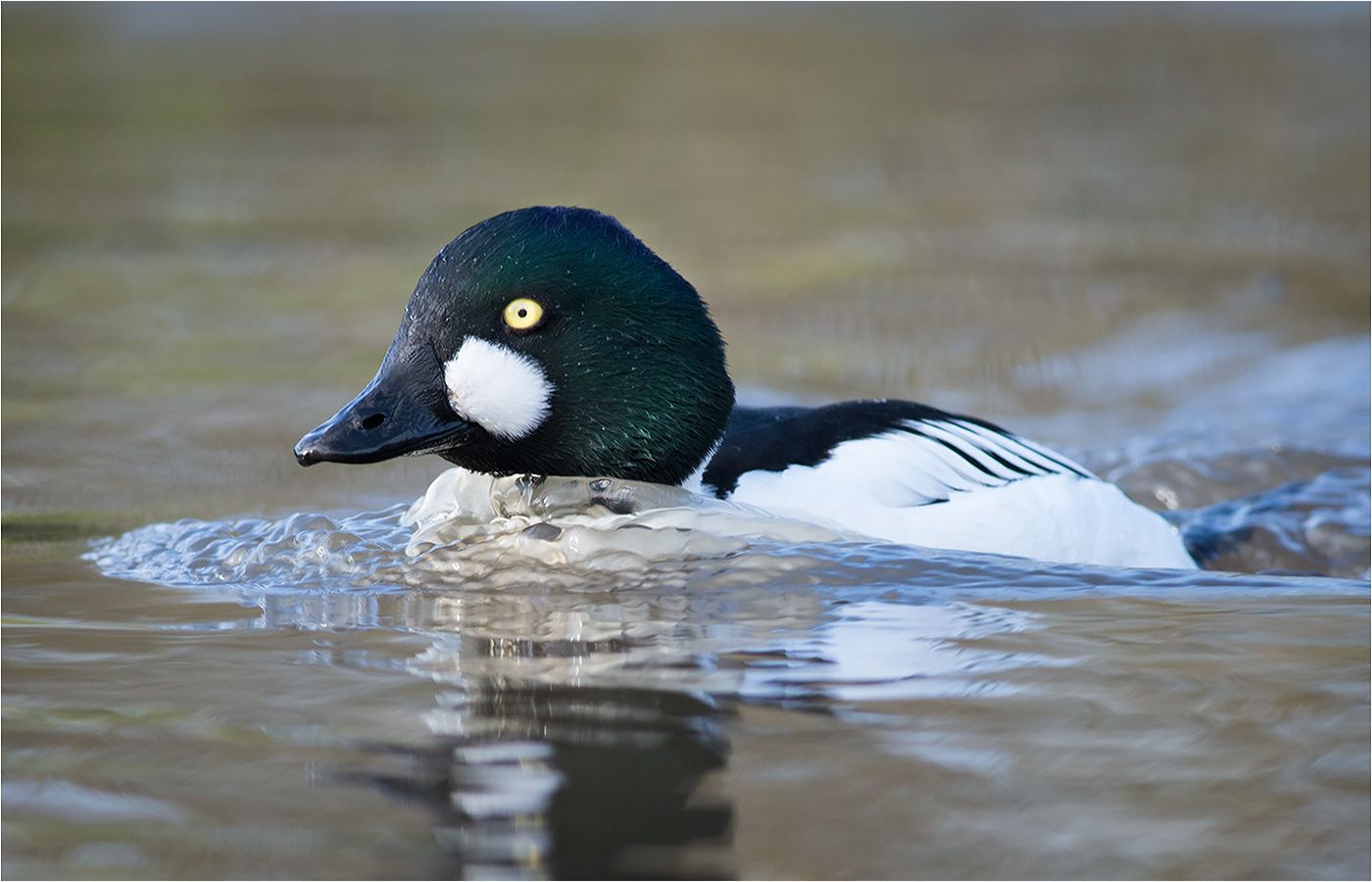 MM090214-Goldeneye2.jpg~original