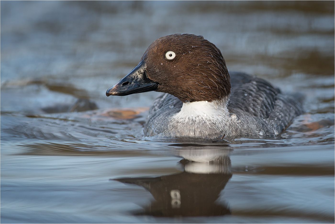 MM090214-Goldeneye5.jpg~original