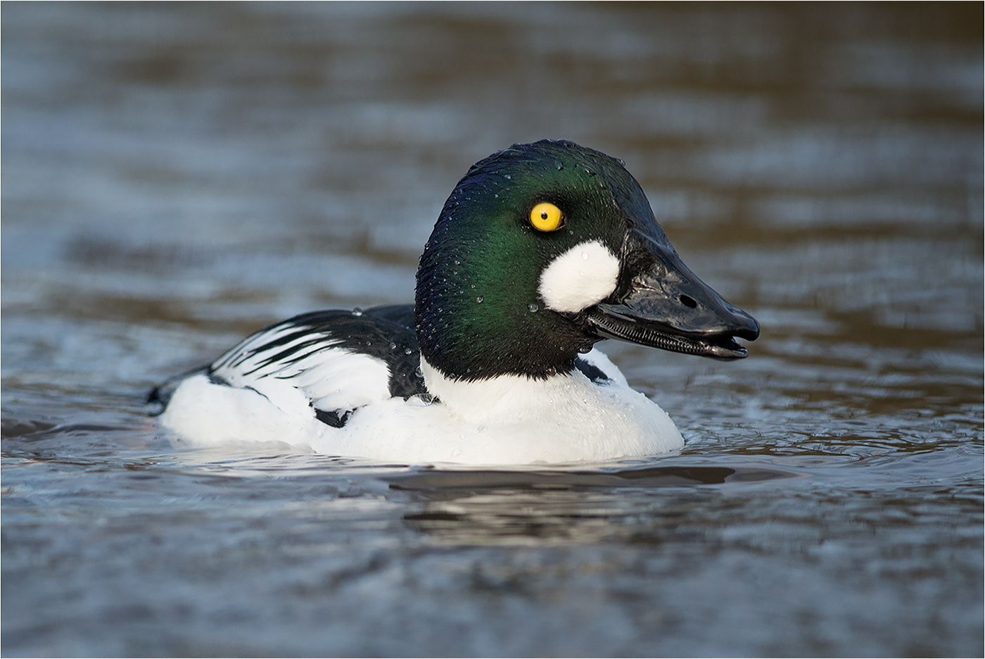 MM090214-Goldeneye6.jpg~original