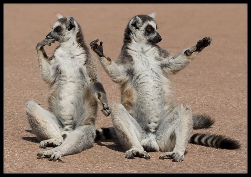 Lemur2.jpg