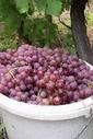 Grapes in a tub