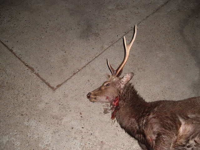 2004_0101baileysdeer0005.jpg