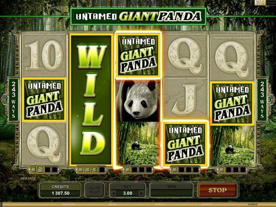 Untamed Giant Panda 