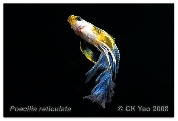 ribbon tail betta