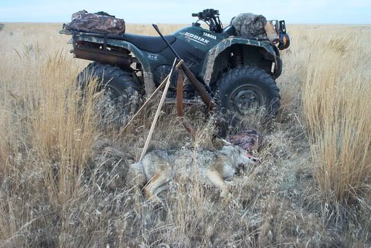 yotes-2005009.jpg
