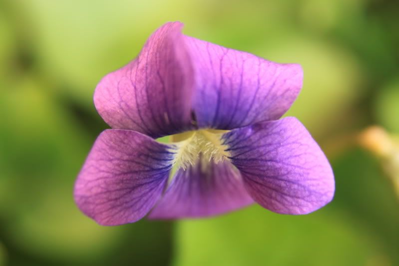 IMAGE: http://img.photobucket.com/albums/v448/gremlin75/IMG_7456.jpg