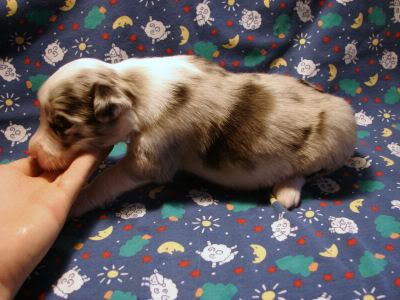 IMAGE(http://img.photobucket.com/albums/v448/pacata42/twincreeks/bordercollies/slick%20litter%20Fed%201%2010/2-19-10kenzie034.jpg)