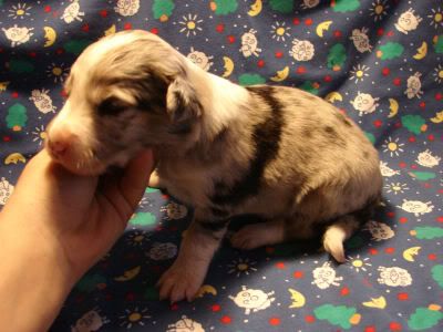 IMAGE(http://img.photobucket.com/albums/v448/pacata42/twincreeks/bordercollies/slick%20litter%20Fed%201%2010/2-19-10macy041.jpg)