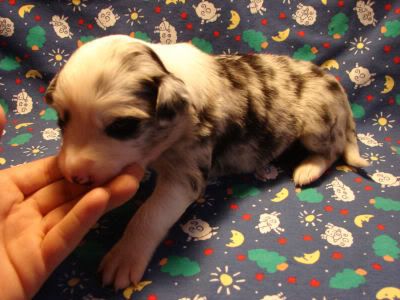 IMAGE(http://img.photobucket.com/albums/v448/pacata42/twincreeks/bordercollies/slick%20litter%20Fed%201%2010/2-19-10payton050.jpg)