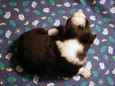 IMAGE(http://img.photobucket.com/albums/v448/pacata42/twincreeks/bordercollies/slick%20litter%20Fed%201%2010/2-19-10prince052.jpg)
